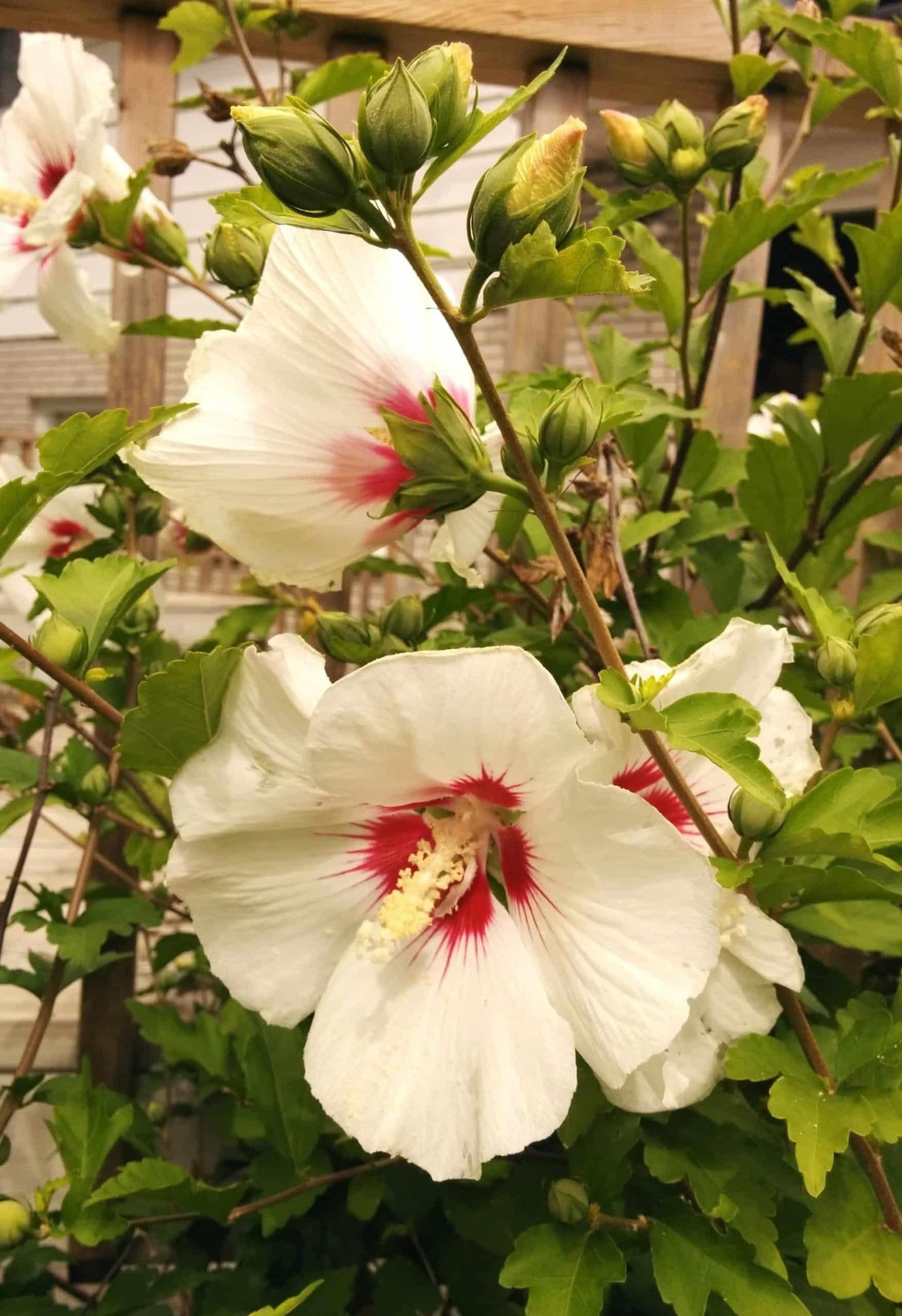 Hibiscus Syriacus Red Pillar - View 15 from www redcrocus com