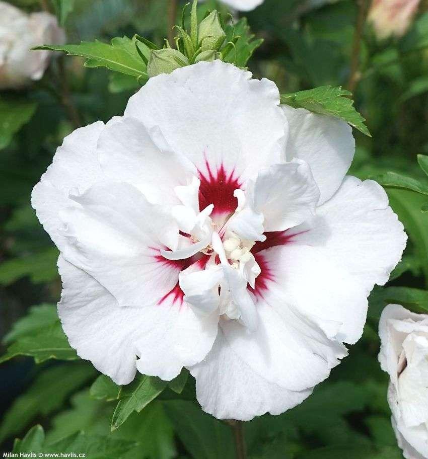 Hibiscus Syriacus Red Pillar - View 17 from www redcrocus com