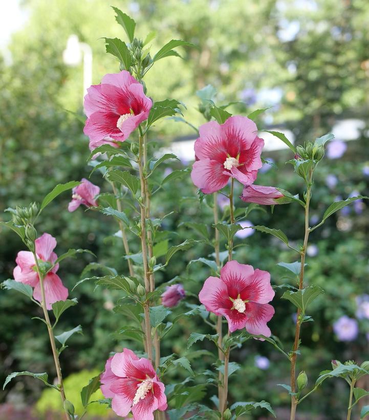 Hibiscus Syriacus Red Pillar - View 3 from www redcrocus com