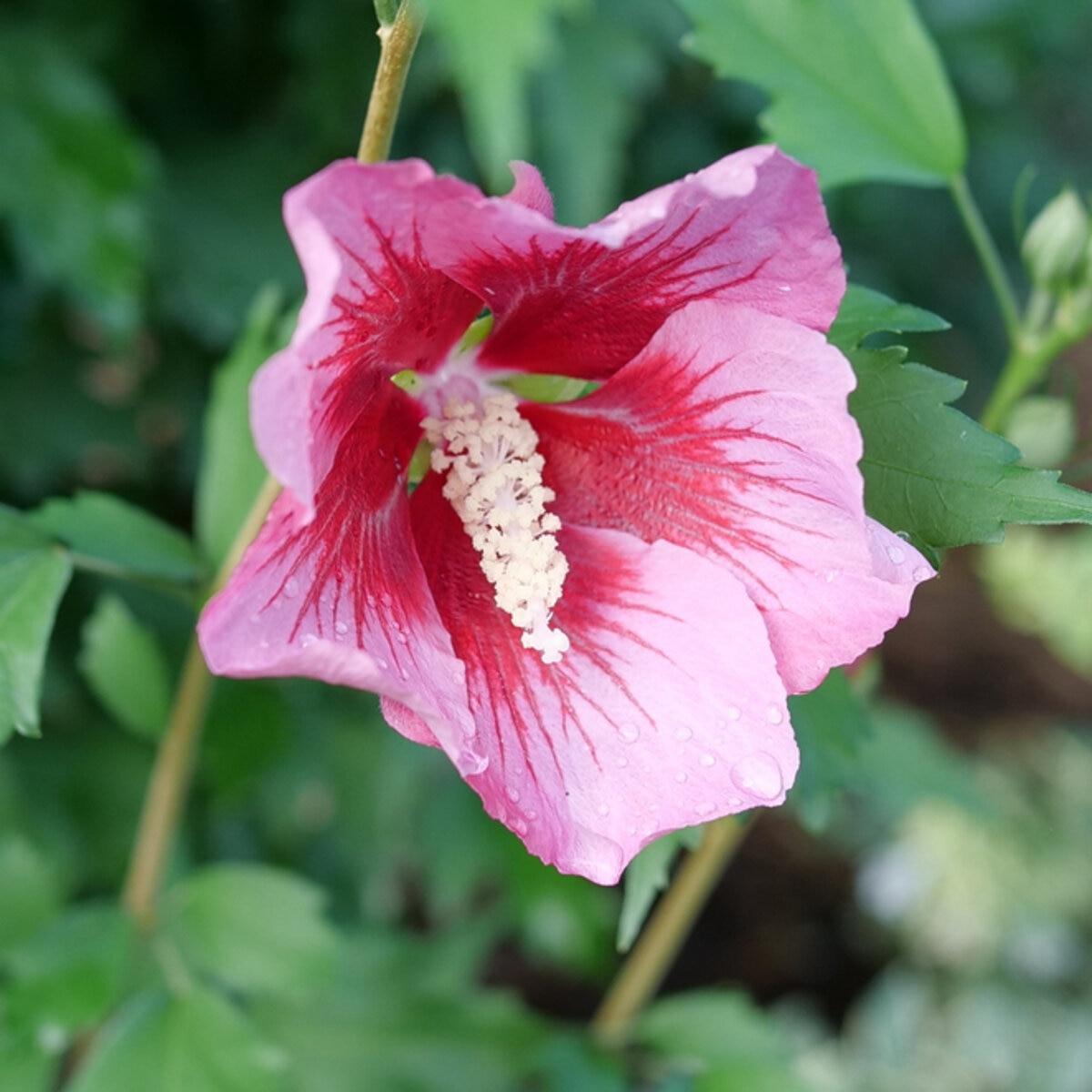 Hibiscus Syriacus Red Pillar - View 6 from www redcrocus com