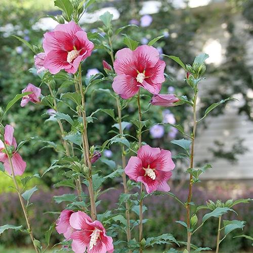 Hibiscus Syriacus Red Pillar - View 7 from www redcrocus com