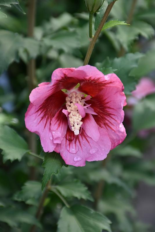 Hibiscus Syriacus Red Pillar - View 9 from www redcrocus com