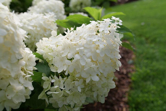 Hydrangea Paniculata Puffer Fish - View 1 from www redcrocus com