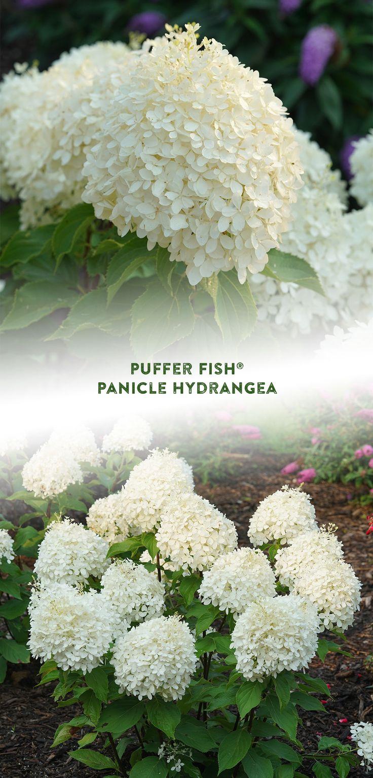 Hydrangea Paniculata Puffer Fish - View 8 from www redcrocus com