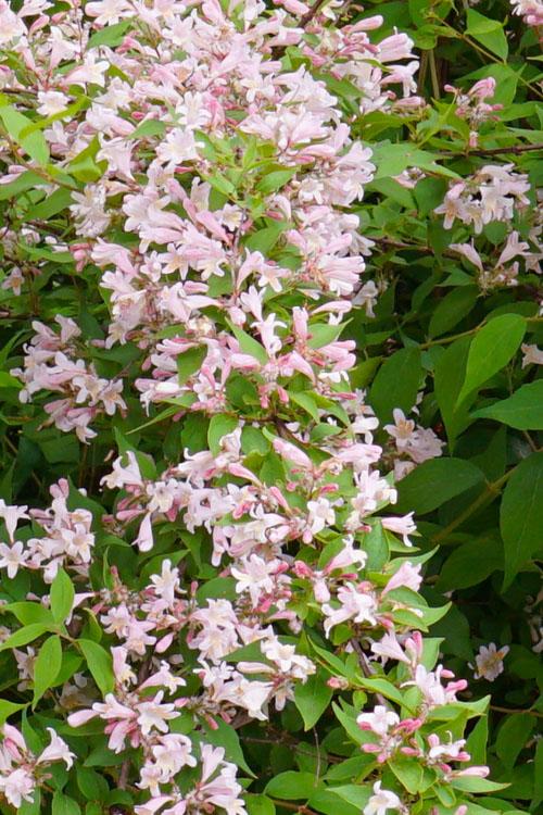 Kolkwitzia Amabilis Jolene Jolene - View 15 from www redcrocus com