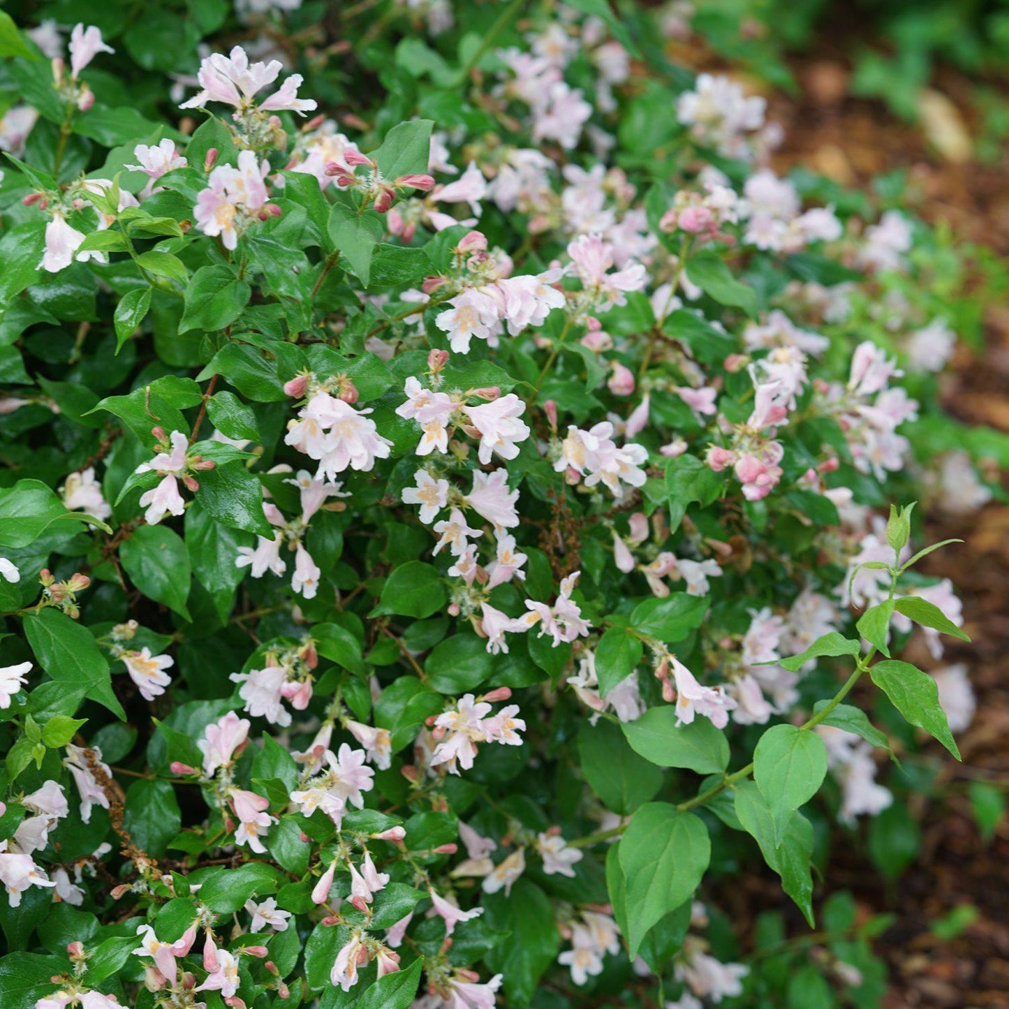 Kolkwitzia Amabilis Jolene Jolene - View 16 from www redcrocus com