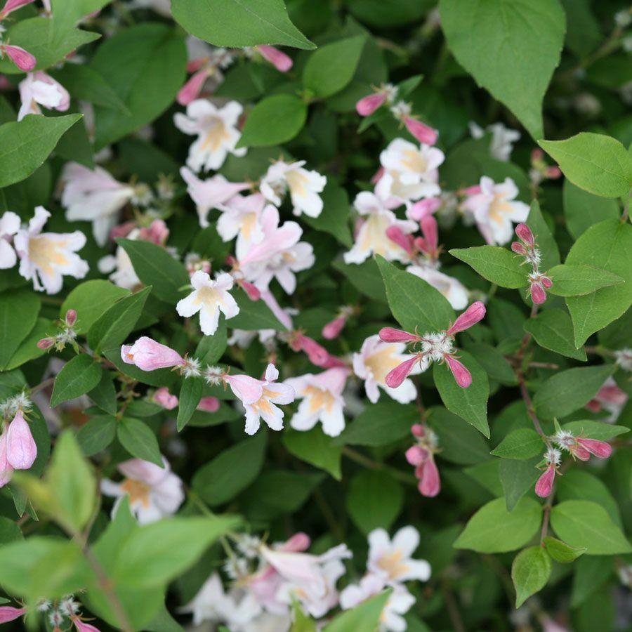 Kolkwitzia Amabilis Jolene Jolene - View 20 from www redcrocus com