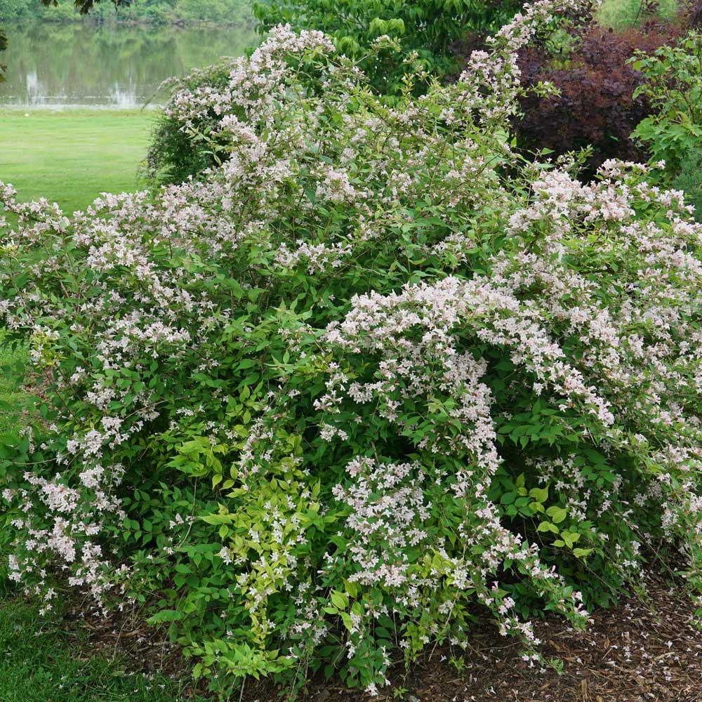 Kolkwitzia Amabilis Jolene Jolene - View 5 from www redcrocus com