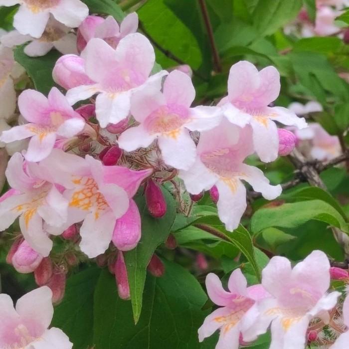 Kolkwitzia Amabilis 'jolene Jolene' - View 10 from www redcrocus com