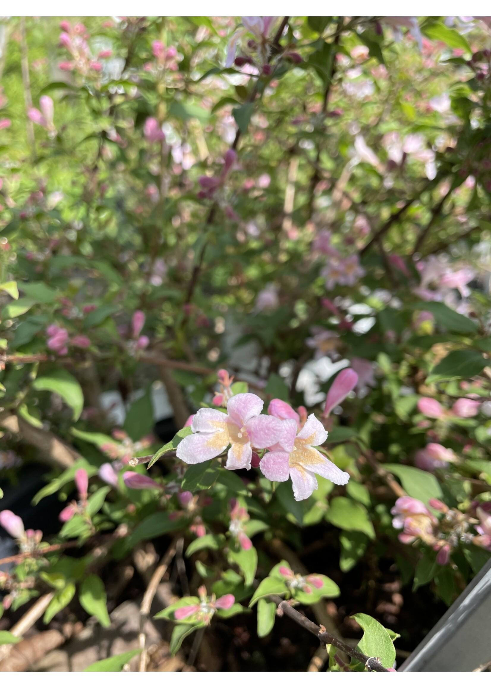 Kolkwitzia Amabilis 'jolene Jolene' - View 11 from www redcrocus com