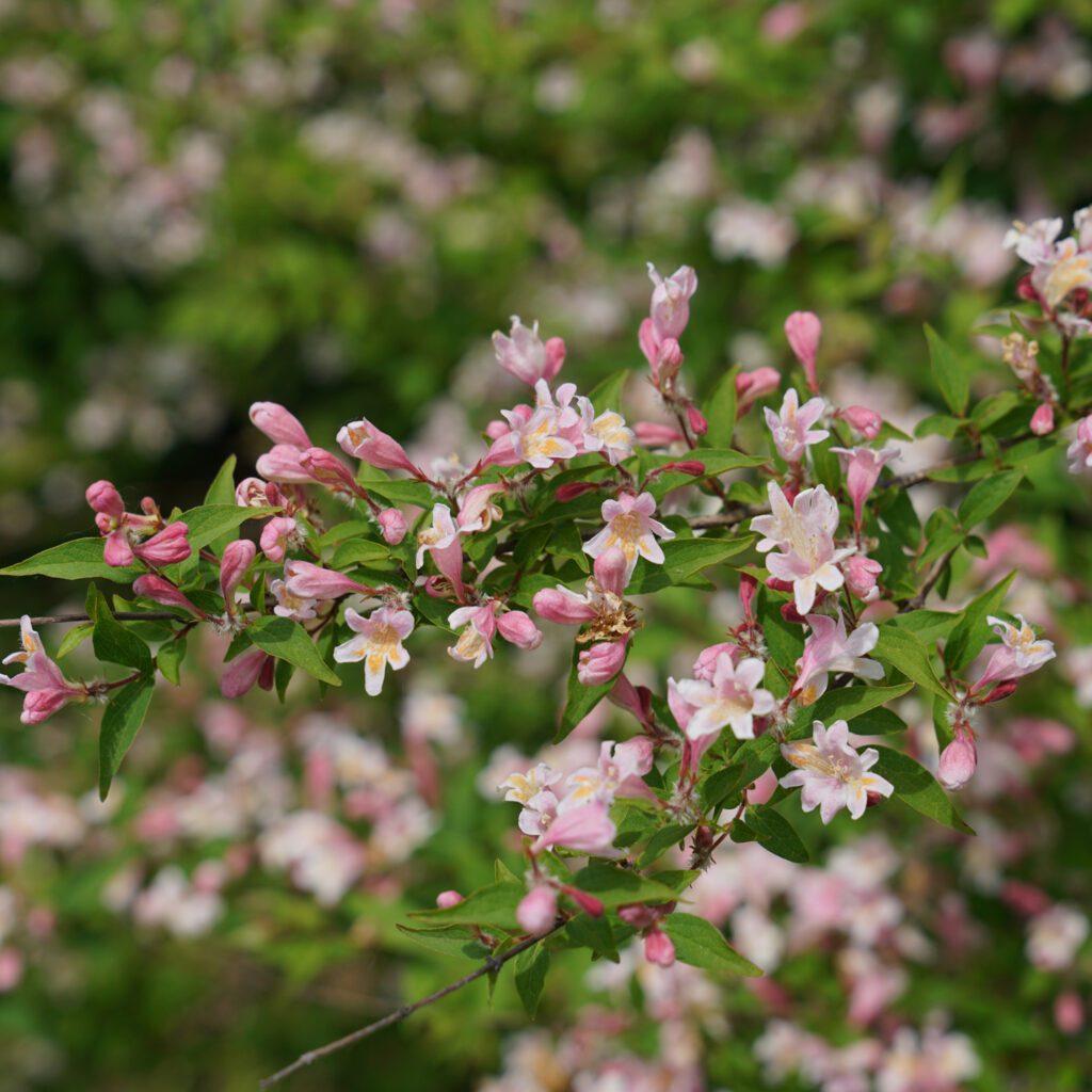 Kolkwitzia Amabilis 'jolene Jolene' - View 12 from www redcrocus com