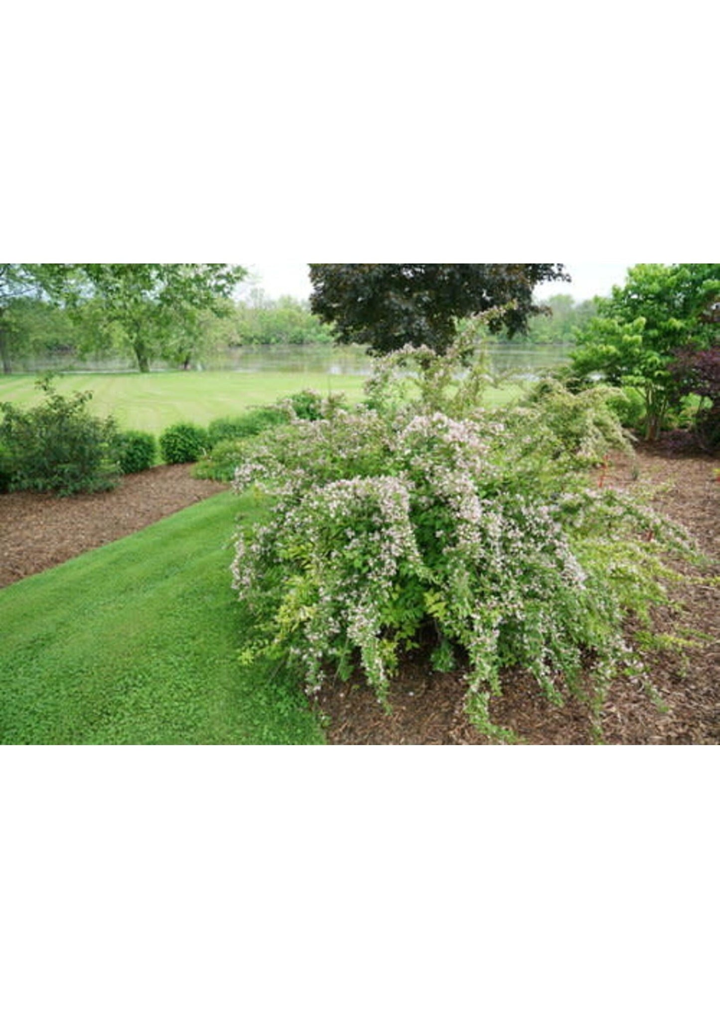 Kolkwitzia Amabilis 'jolene Jolene' - View 13 from www redcrocus com