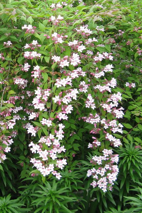 Kolkwitzia Amabilis 'jolene Jolene' - View 17 from www redcrocus com