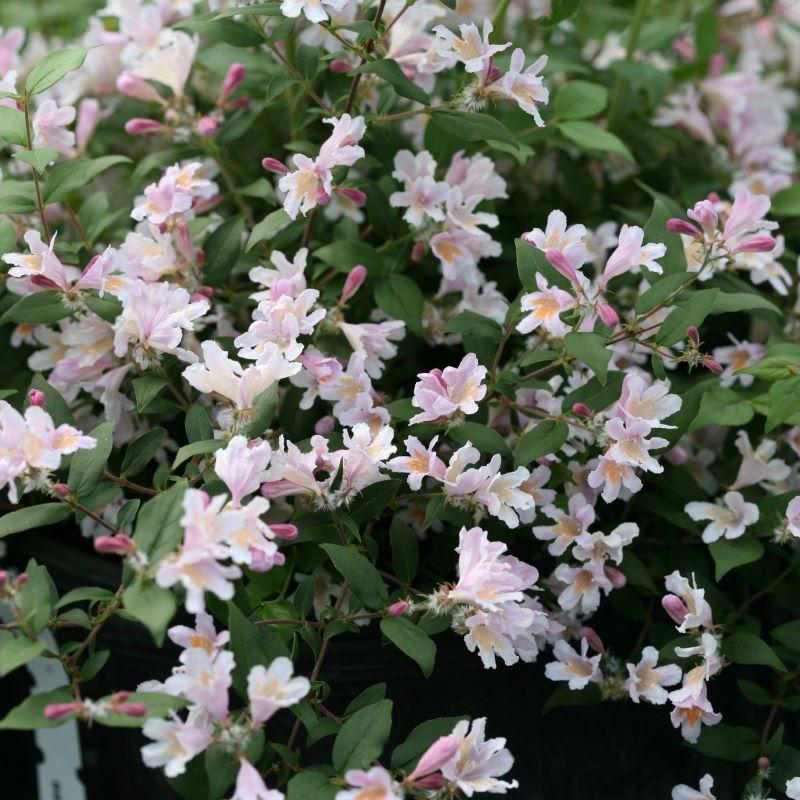 Kolkwitzia Amabilis 'jolene Jolene' - View 9 from www redcrocus com