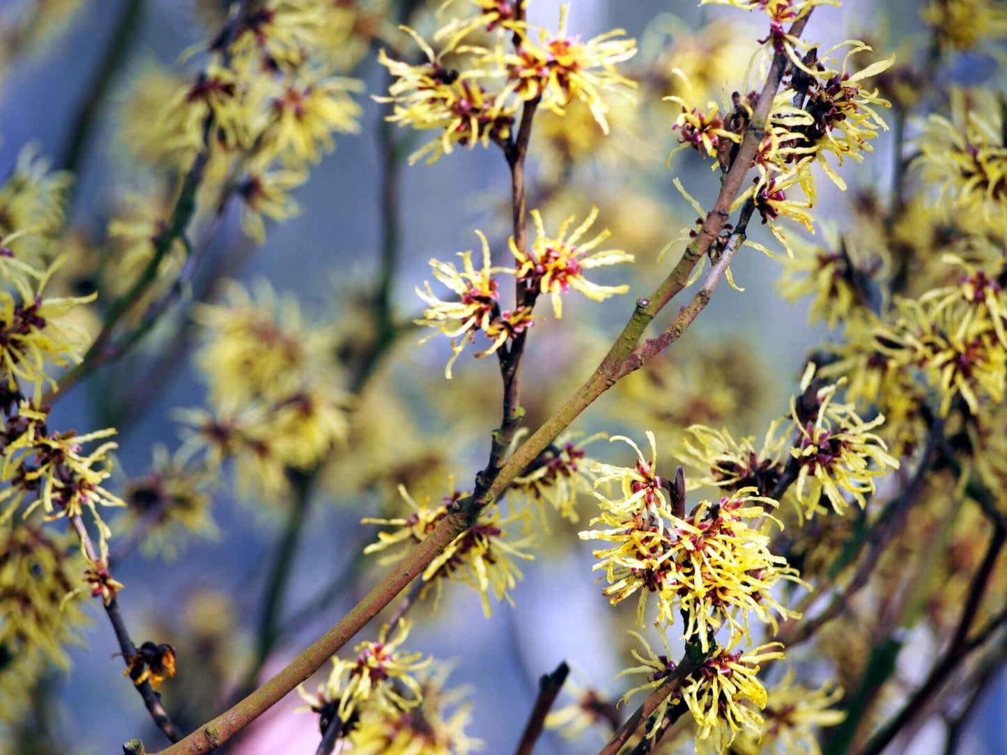 Hamamelis Virginiana Sunglow - View 11 from www redcrocus com