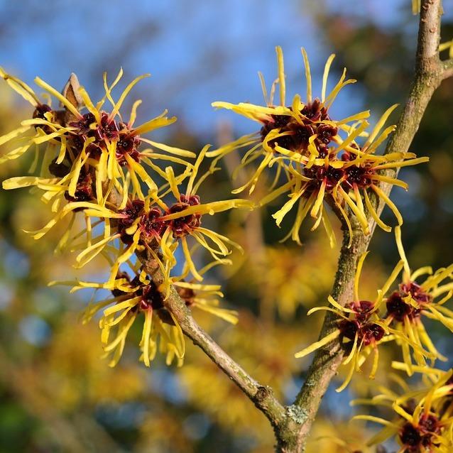 Hamamelis Virginiana Sunglow - View 12 from www redcrocus com