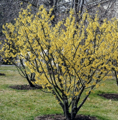 Hamamelis Virginiana Sunglow - View 14 from www redcrocus com