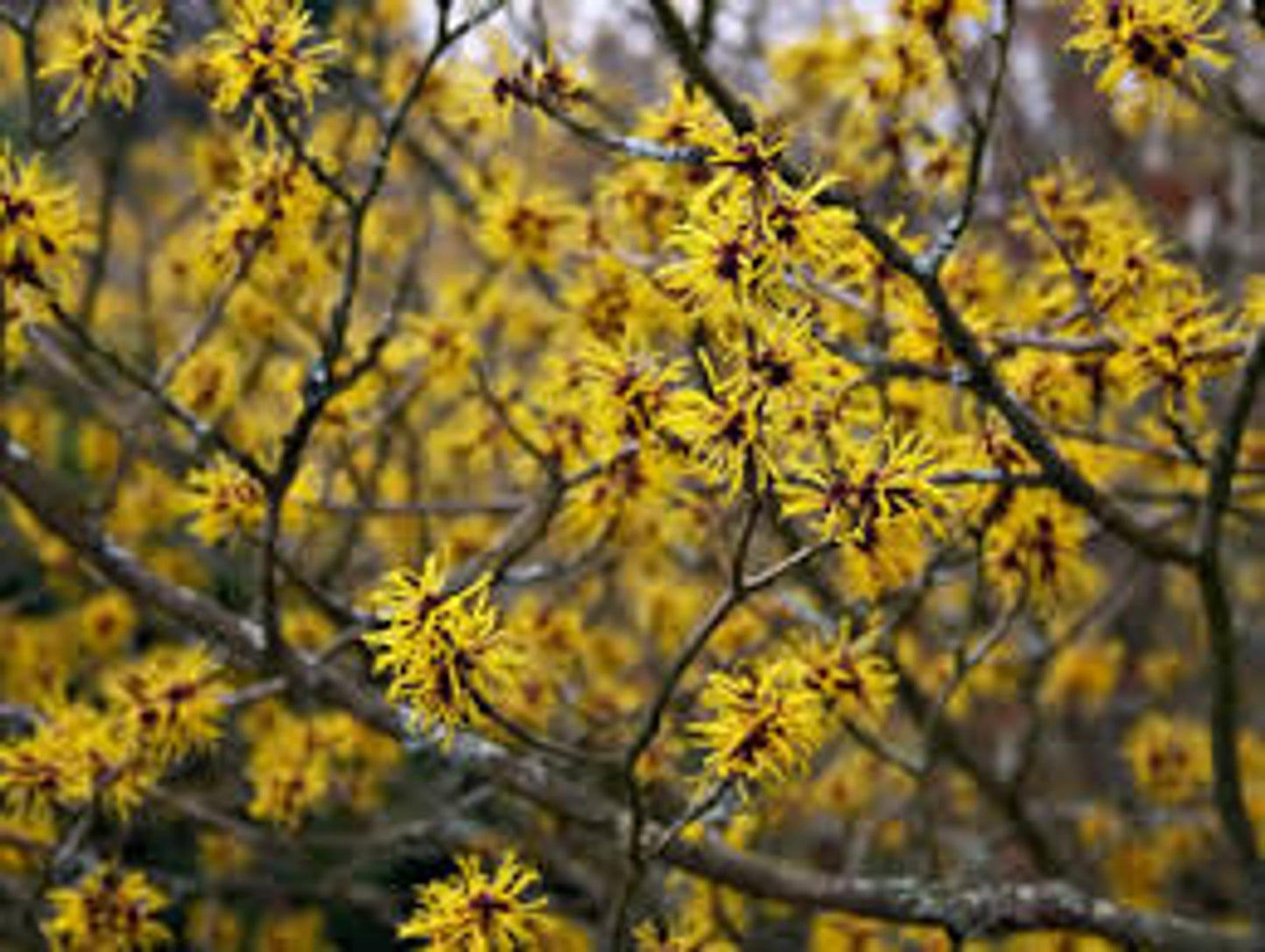 Hamamelis Virginiana Sunglow - View 15 from www redcrocus com