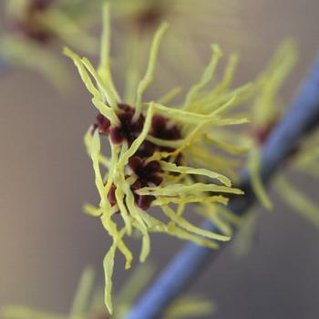 Hamamelis Virginiana Sunglow - View 1 from www redcrocus com