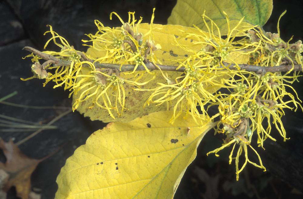Hamamelis Virginiana Sunglow - View 2 from www redcrocus com