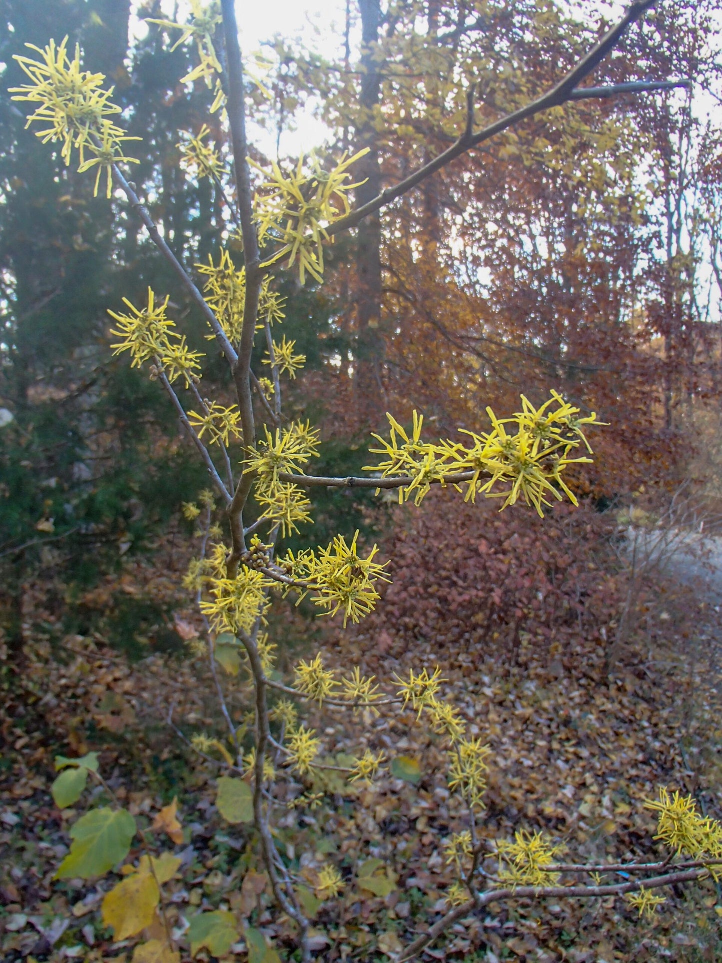 Hamamelis Virginiana Sunglow - View 4 from www redcrocus com