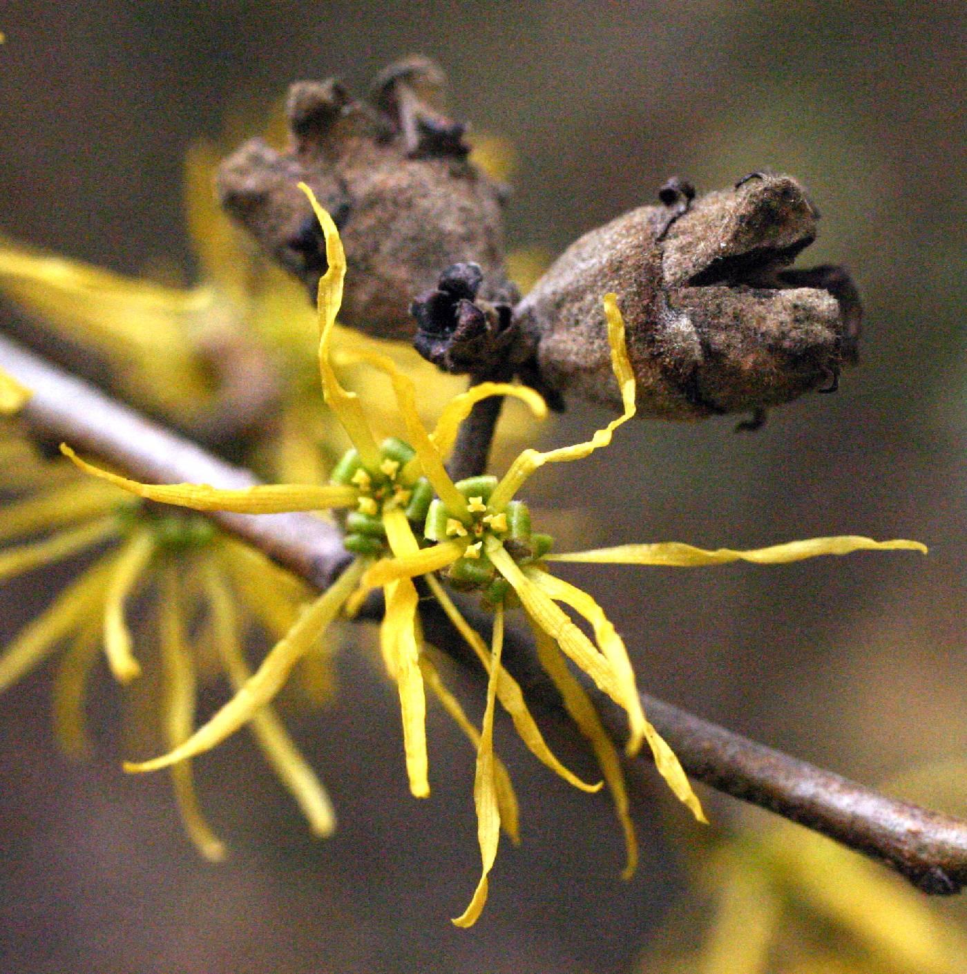 Hamamelis Virginiana Sunglow - View 7 from www redcrocus com
