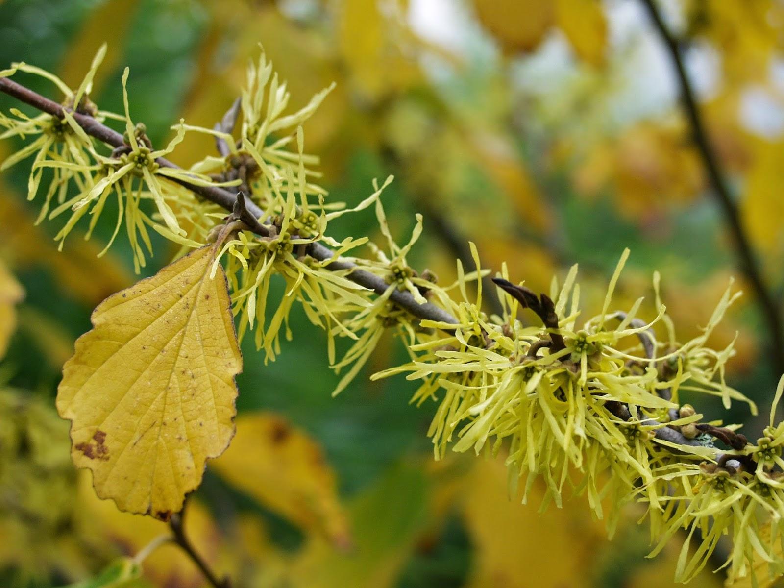 Hamamelis Virginiana Sunglow - View 8 from www redcrocus com