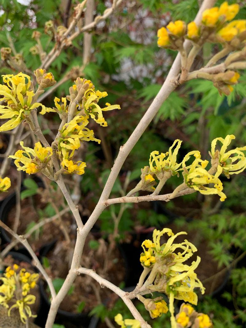 Hamamelis Virginiana 'sunglow' - View 17 from www redcrocus com