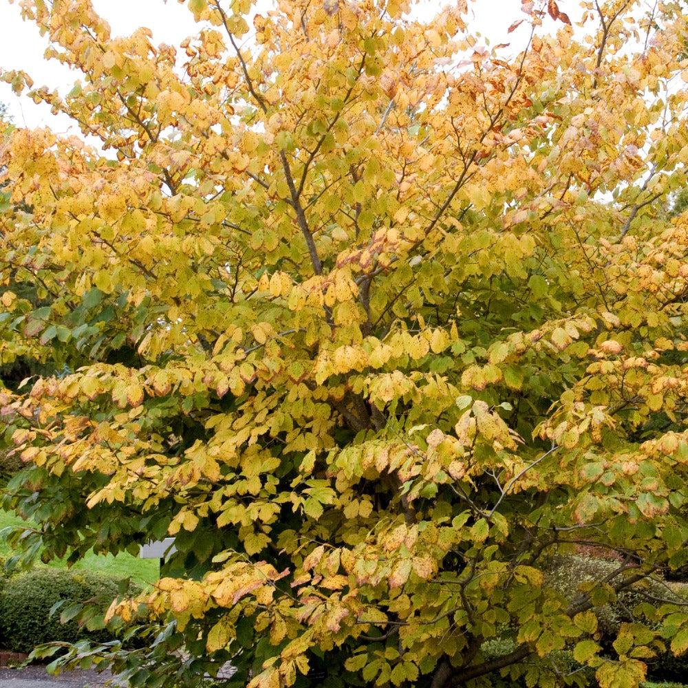 Hamamelis Virginiana 'sunglow' - View 1 from www redcrocus com