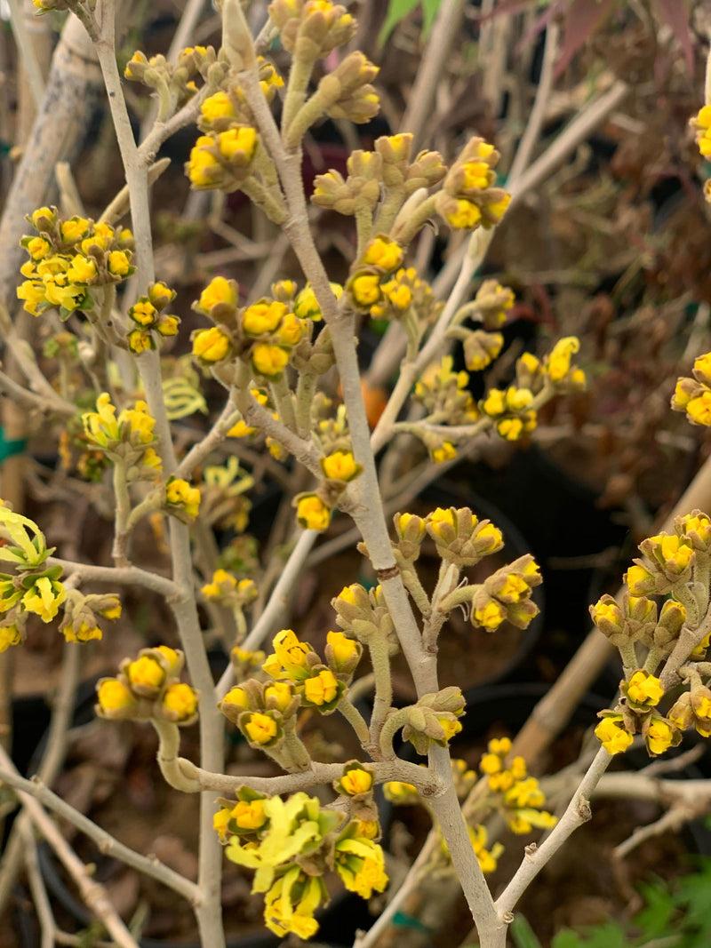 Hamamelis Virginiana 'sunglow' - View 21 from www redcrocus com