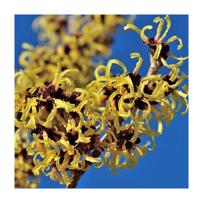 Hamamelis Virginiana 'sunglow' - View 22 from www redcrocus com