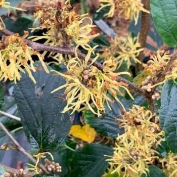 Hamamelis Virginiana 'sunglow' - View 3 from www redcrocus com