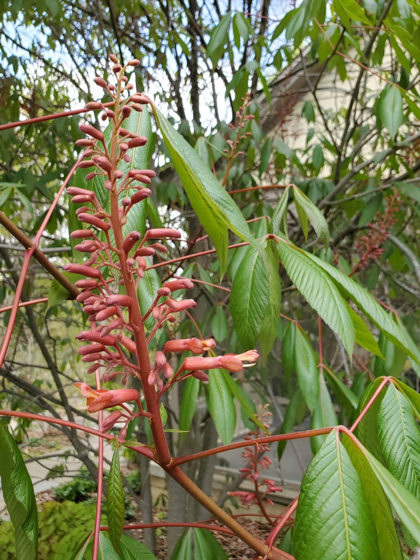 Hamamelis Virginiana 'sunglow' - View 5 from www redcrocus com