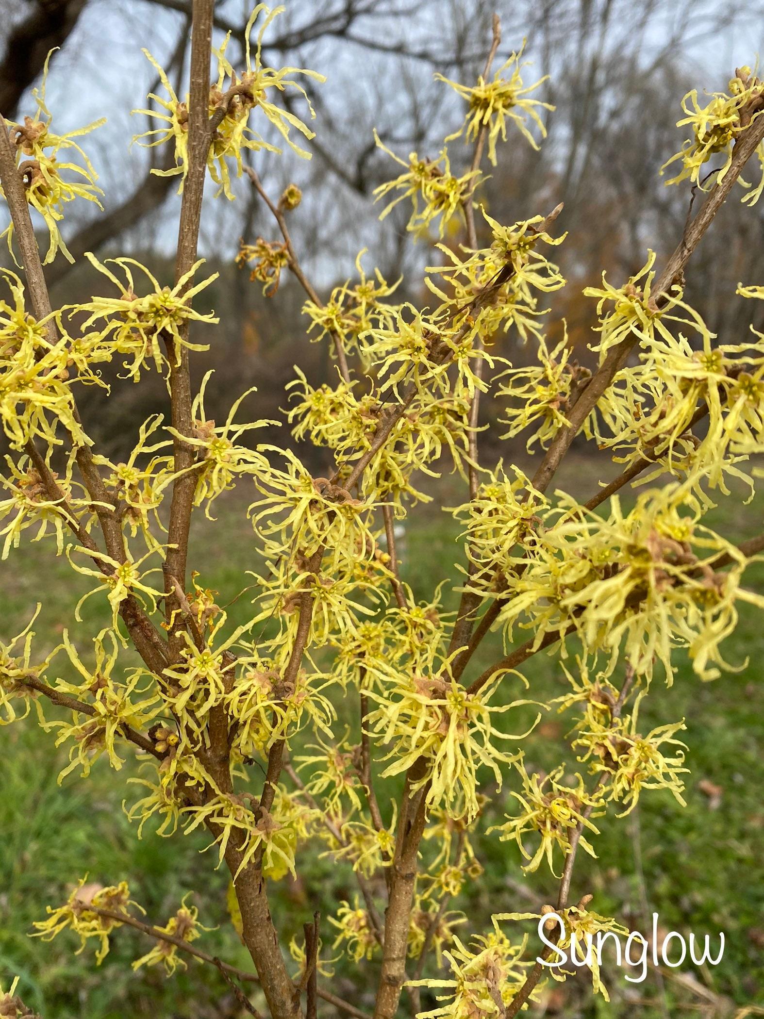 Hamamelis Virginiana 'sunglow' - View 9 from www redcrocus com