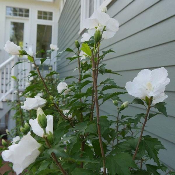 Hibiscus Syriacus White Pillar - View 11 from www redcrocus com