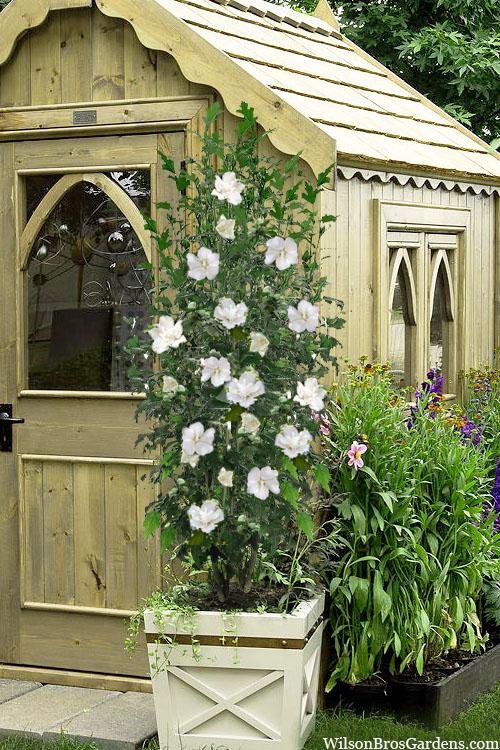 Hibiscus Syriacus White Pillar - View 14 from www redcrocus com