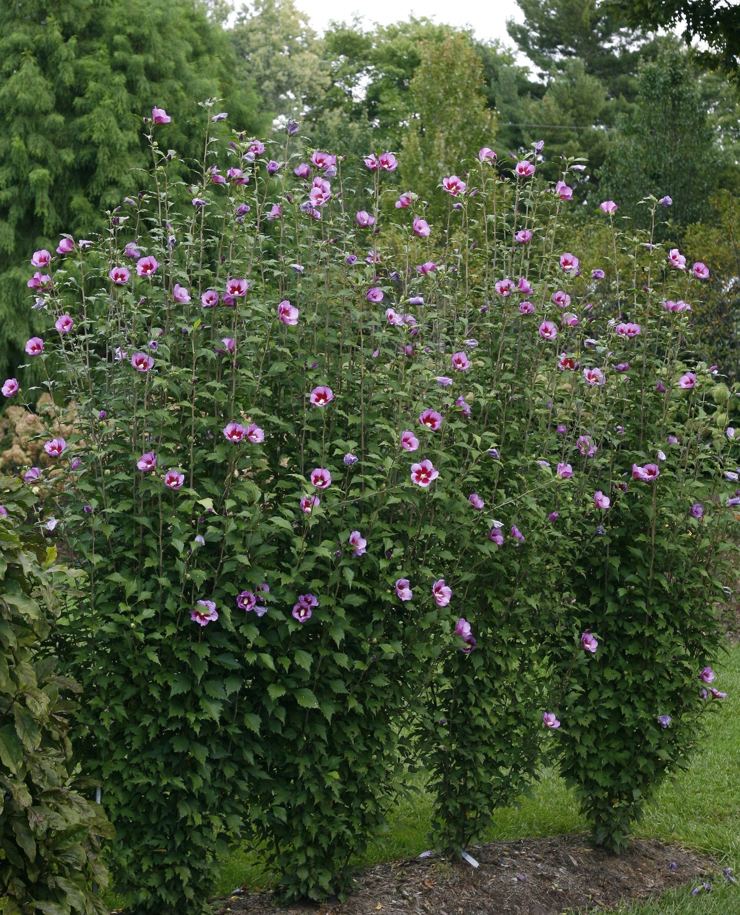 Hibiscus Syriacus White Pillar - View 15 from www redcrocus com