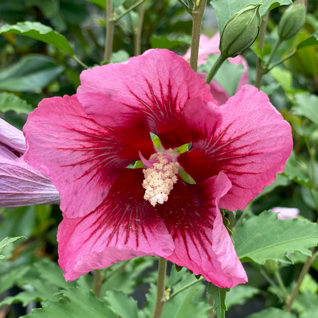 Hibiscus Syriacus White Pillar - View 15 from www redcrocus com