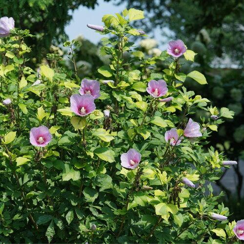 Hibiscus Syriacus White Pillar - View 16 from www redcrocus com