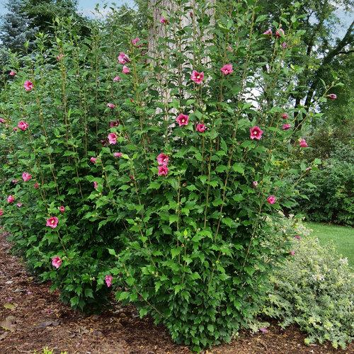 Hibiscus Syriacus White Pillar - View 17 from www redcrocus com