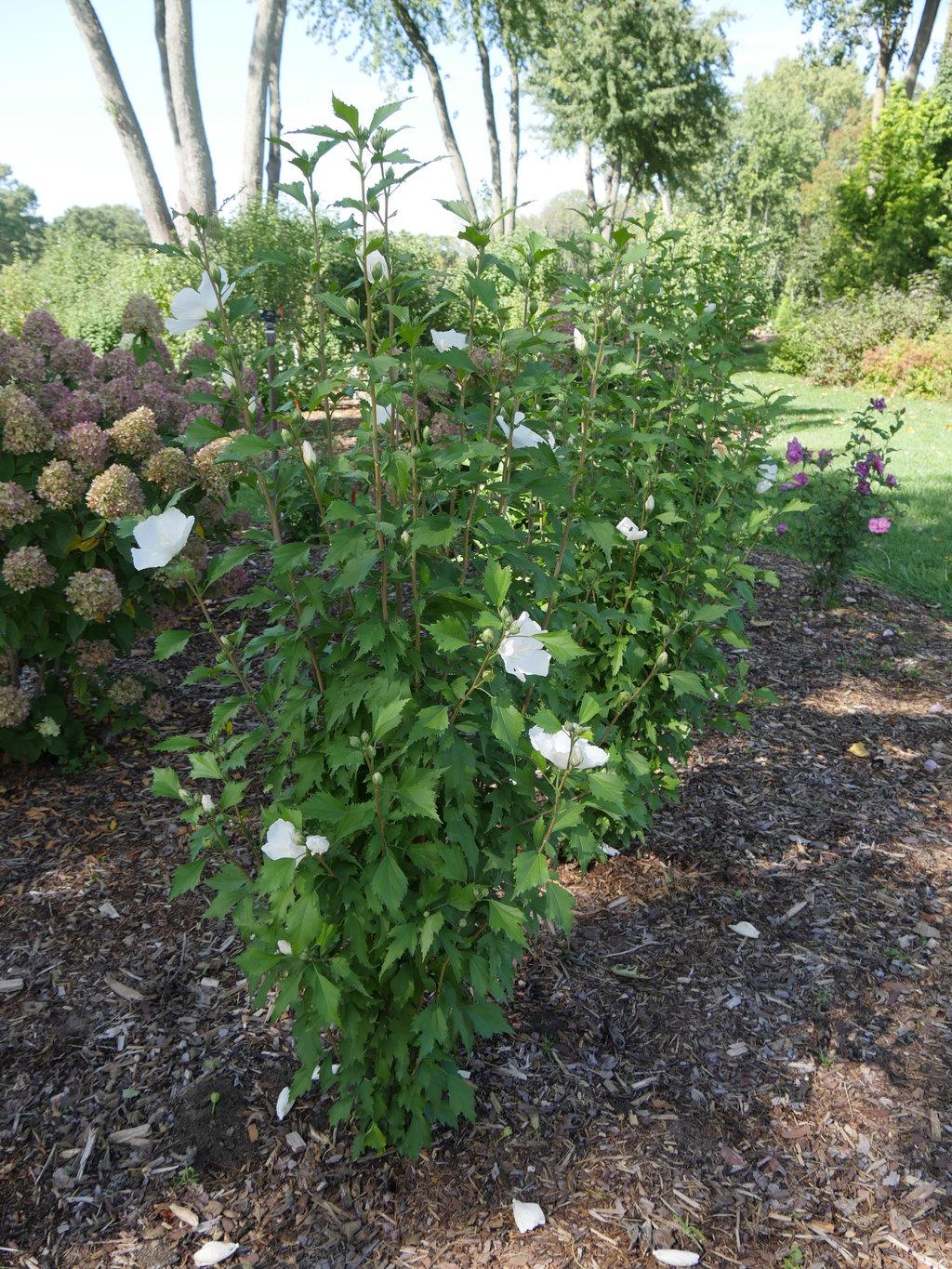 Hibiscus Syriacus White Pillar - View 1 from www redcrocus com