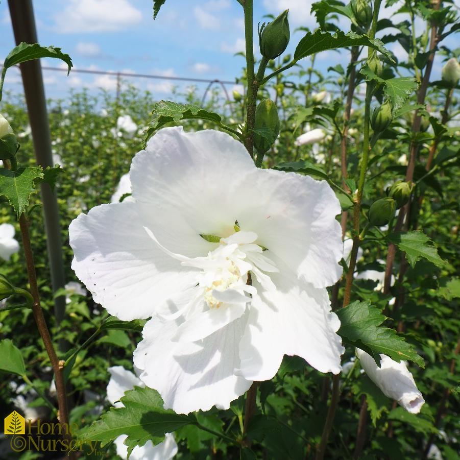 Hibiscus Syriacus White Pillar - View 3 from www redcrocus com