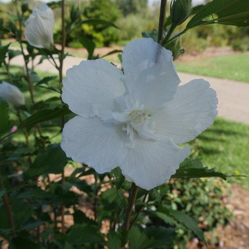 Hibiscus Syriacus White Pillar - View 4 from www redcrocus com