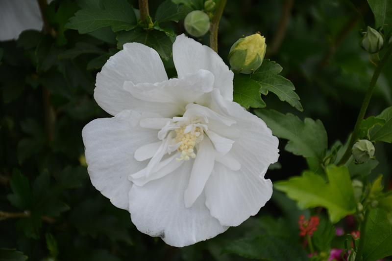 Hibiscus Syriacus White Pillar - View 5 from www redcrocus com