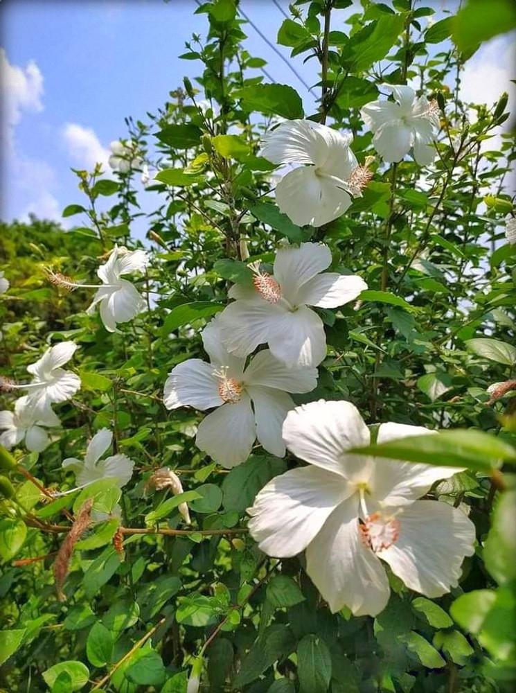 Hibiscus Syriacus White Pillar - View 7 from www redcrocus com