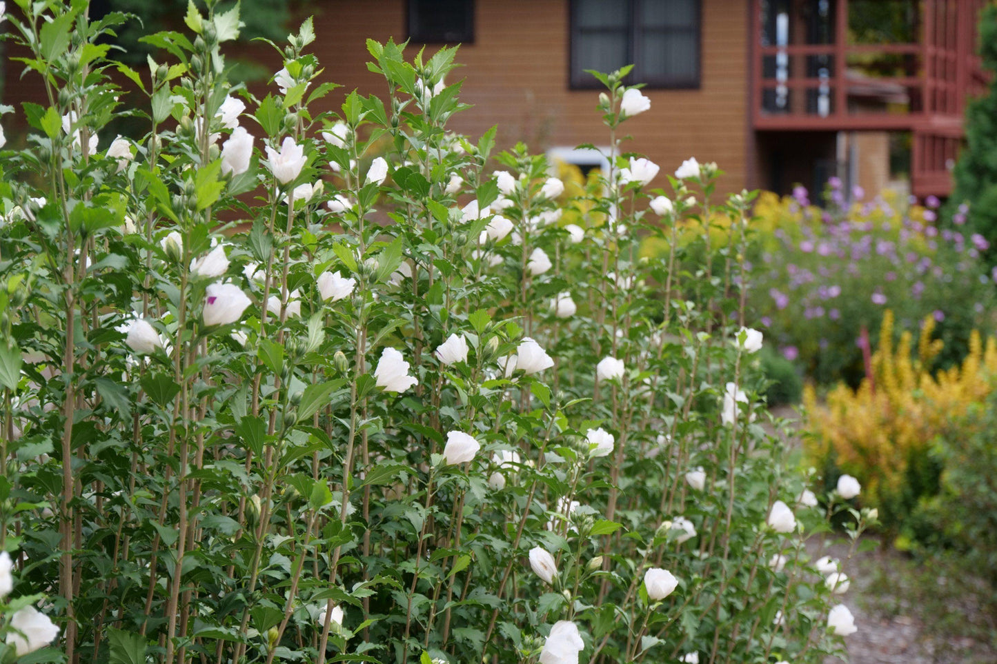 Hibiscus Syriacus White Pillar - View 8 from www redcrocus com