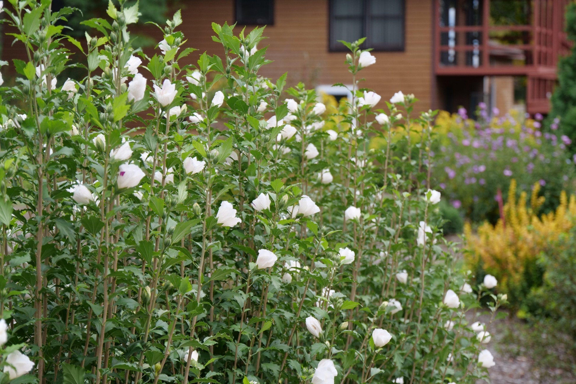 Hibiscus Syriacus White Pillar - View 8 from www redcrocus com