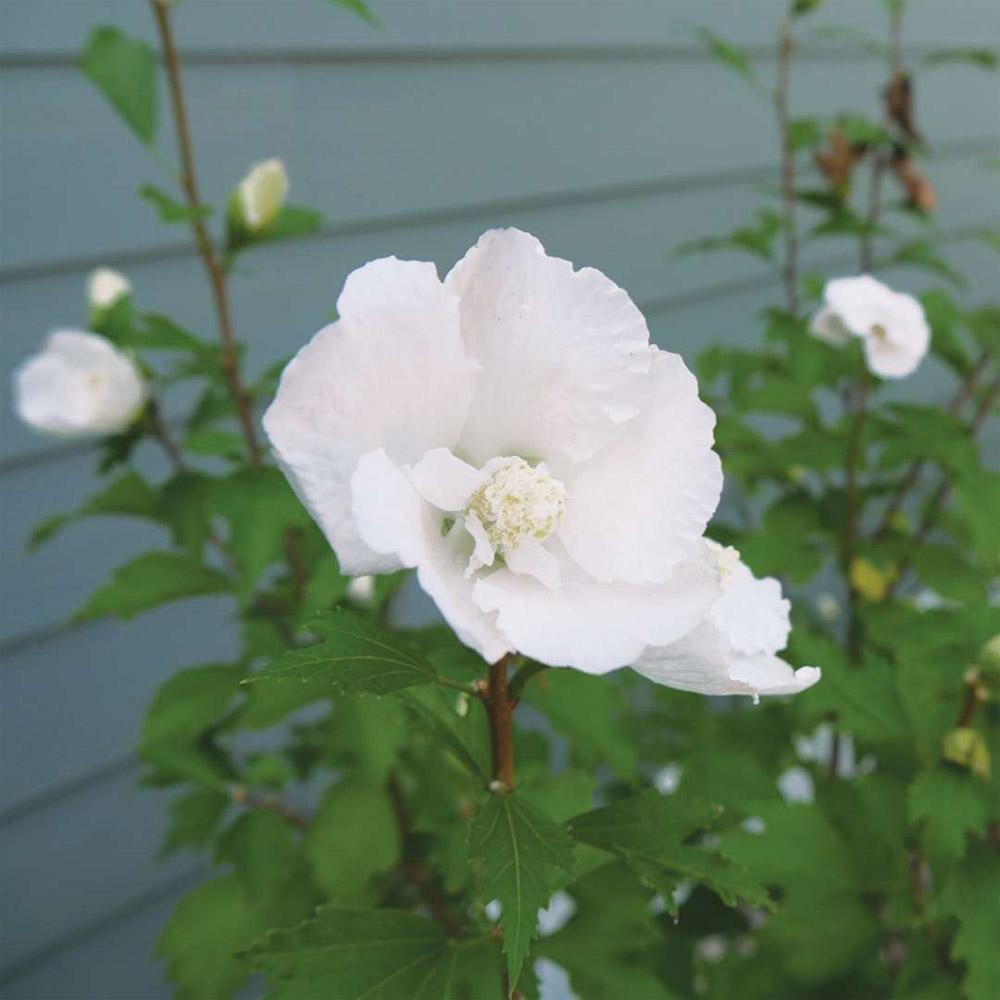 Hibiscus Syriacus White Pillar - View 9 from www redcrocus com