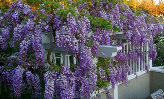 Wisteria Frutescens Amethyst Falls Screen - View 10 from www redcrocus com