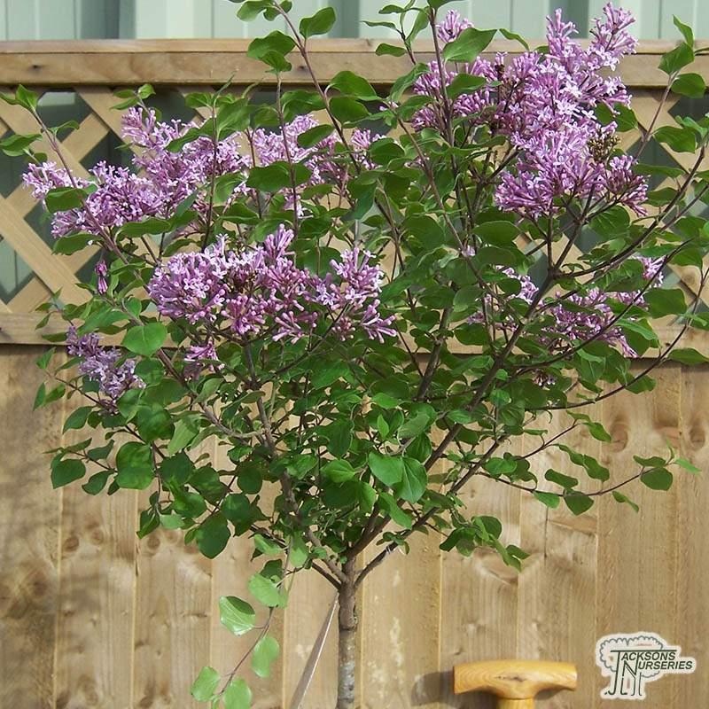 Syringa Meyeri Palibin Tree Form - View 13 from www redcrocus com